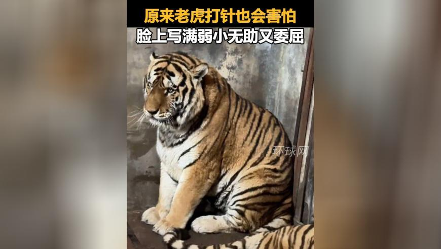 曾黎用汤圆cos石矶娘娘,黄大仙必开一肖三码37b,公开决策资料解释落实_界面版V11.36