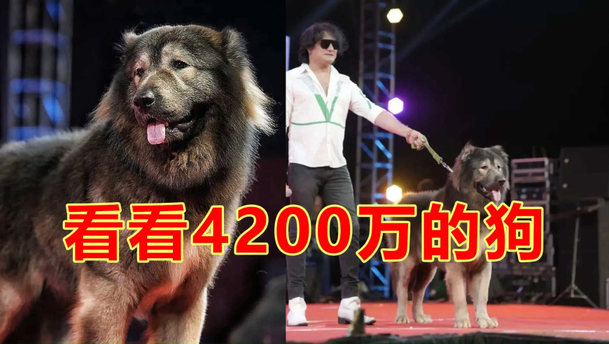 香港澳门4321资料大全最新,中办国办部署征信监管工作,广泛的解释落实支持计划_铂金版V5.95